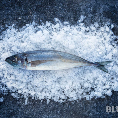 Jurel Entero Congelado